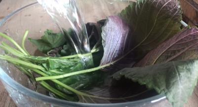 紫苏叶摘选干净