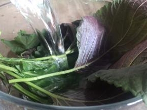 紫苏叶摘选干净