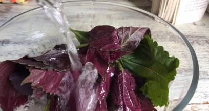 紫苏叶摘洗干净
