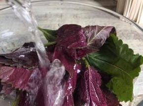 紫苏叶摘洗干净