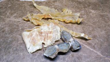 花胶二片、鳄鱼肉干一片、陈肾二个清洗干净备用