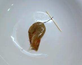 用牙签在虾的倒数第三节挑出虾线