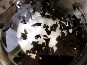 加入清水泡发几个小时