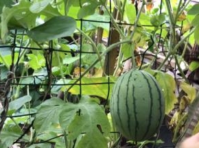 采摘新鲜的西瓜