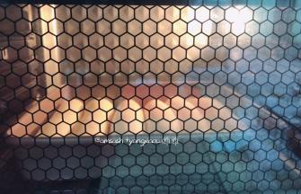 发酵好的面胚送进预热好的烤箱，上火150度下火160度，烘烤18分钟（每家烤箱温度不同，请按自家烤箱脾气调整时间与温度），为了不让顶部上色要及时盖锡纸，出炉后立刻取出放晾晒网上，还有余温时密封保存