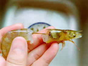 蒸蛋的间隙来处理虾，轻轻拽着虾头去除虾线。