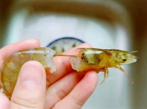 蒸蛋的间隙来处理虾，轻轻拽着虾头去除虾线。