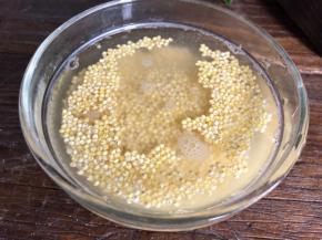 西米洗净、沥水