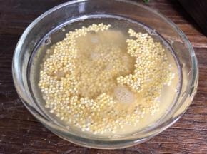 西米洗净、沥水