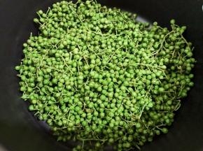 青花椒不要洗，用干净的布轻轻的擦一下表面水份和灰尘即可