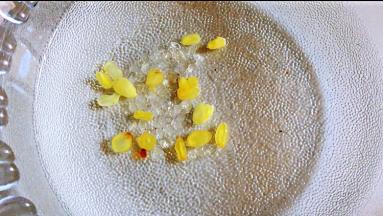 皂角米雪燕一起泡发。用网筛捞洗干净。