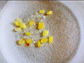 皂角米雪燕一起泡发。用网筛捞洗干净。