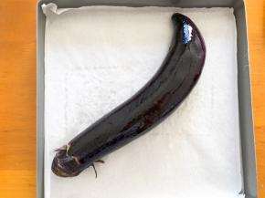 茄子刷上食用油，放入烤箱180度烤5分钟