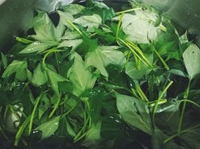 番薯叶处理好清洗干净