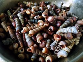 钉螺捞出，洗净沥干水分