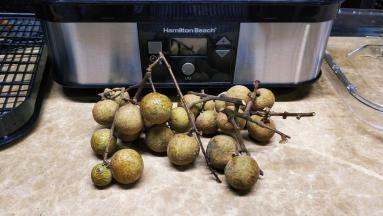 龙眼趁着新鲜把它风干