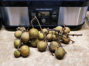 龙眼趁着新鲜把它风干