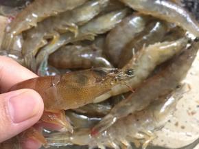 大虾清洗干净，用剪刀把虾头的触须和尖刺剪掉。这么做是为了防止嘴巴被扎破了。