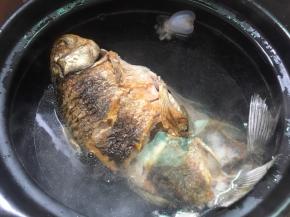 把煎好的鲫鱼放入砂锅，倒入适量的开水，大火煮开转小火