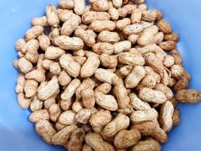 新鲜花生外面有很多泥，先刷洗干净