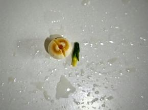 去除莲子心