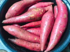 红薯刷洗干净，放在电饭锅里加入一杯清水，水量不用太多到3分之1就够了