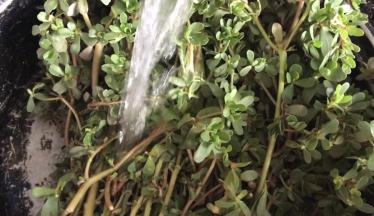 马齿苋摘洗干净，沥水备用