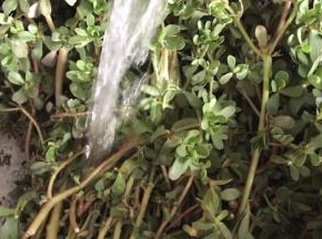 马齿苋摘洗干净，沥水备用