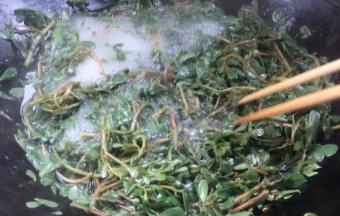 放入马齿苋煮沸至断生