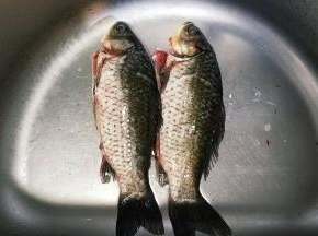 鲫鱼两条处理干净，用厨房纸吸干水份