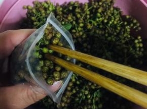 把新鲜的花椒装入密封保鲜袋中。