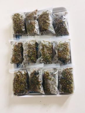 冷冻保存起来的鲜花椒可以放一年以上哦！