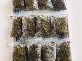 冷冻保存起来的鲜花椒可以放一年以上哦！