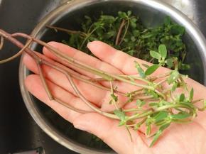 天然的保健食品，山间路边都看得到，去掉黄叶、老根，反复淘洗干净泥土。