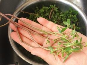 天然的保健食品，山间路边都看得到，去掉黄叶、老根，反复淘洗干净泥土。