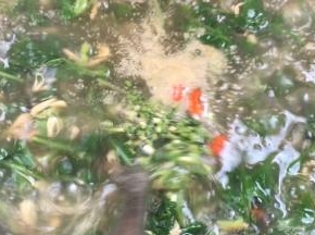拌匀即可关火