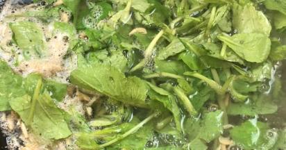 加入萝卜苗，拌匀煮沸