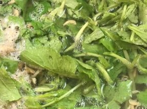 加入萝卜苗，拌匀煮沸
