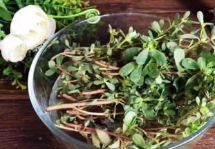 马齿苋摘洗干净，沥水备用