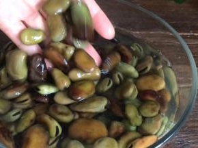 干蚕豆提前一晚泡发