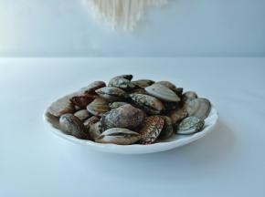 花蛤多清洗几遍，去除表面泥沙。