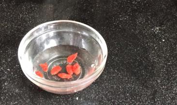 枸杞用温水洗净