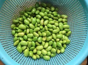 焯水至毛豆变成翠绿后捞出过凉水备用；（喜欢软糯则煮久一点，但是注意煮太久易煮黄）