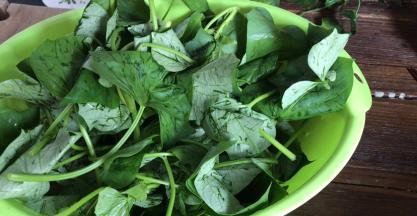 苕尖摘洗干净，沥水