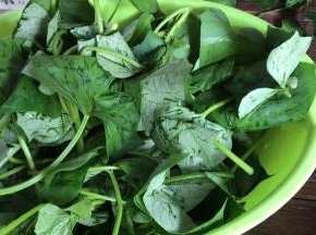 苕尖摘洗干净，沥水