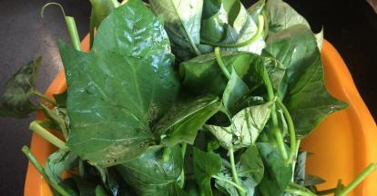 苕叶摘洗干净，沥干水分