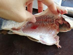 从市场买的鲫鱼，一般叫鱼档帮忙刮鳞开肚，回来就把鱼鳃和鱼腹内的杂物，还有鱼腹内的黑色的膜都清洗干净，图片中鱼腹内已经被我清洗得干干净净了