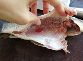 从市场买的鲫鱼，一般叫鱼档帮忙刮鳞开肚，回来就把鱼鳃和鱼腹内的杂物，还有鱼腹内的黑色的膜都清洗干净，图片中鱼腹内已经被我清洗得干干净净了