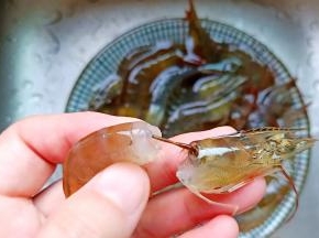 轻轻往外拉虾头，这时虾肠也会跟着拉出来。