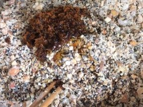 加入蜜桂花、香油、蜂蜜